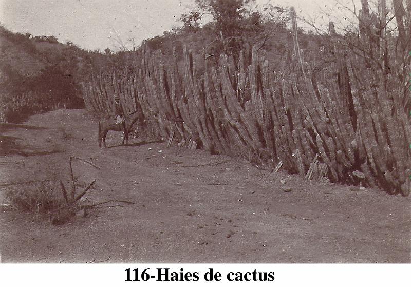116-Haiesdecactus.jpg