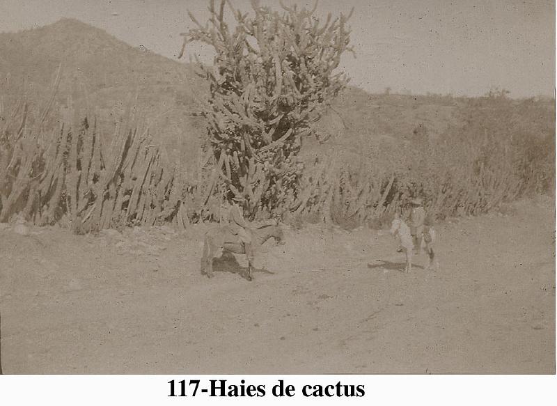117-Haiesdecactus.jpg