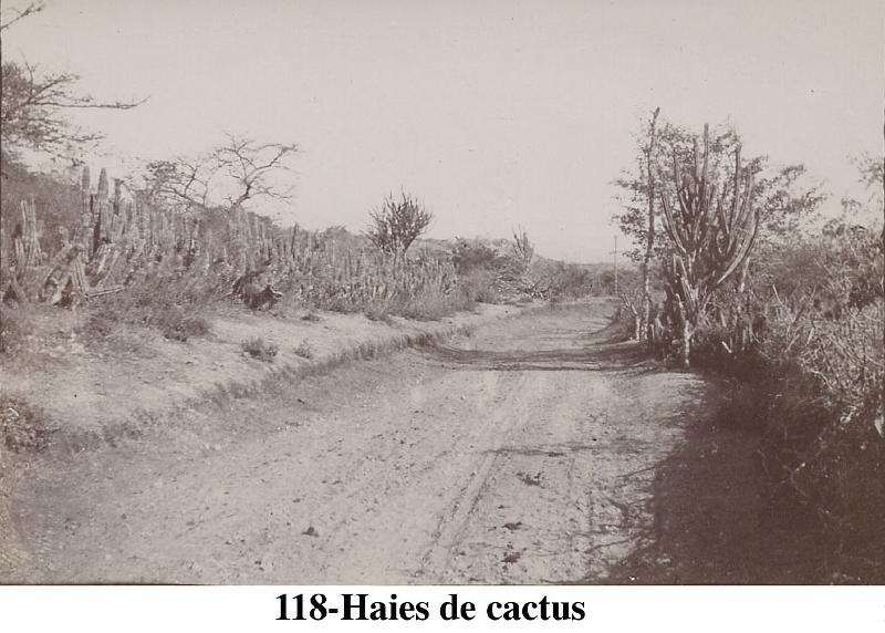 118-Haiesdecactus.jpg