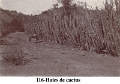 116-Haiesdecactus